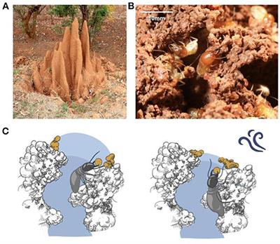 Validating a Termite-Inspired Construction Coordination Mechanism Using an Autonomous Robot